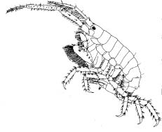 Podoceridae