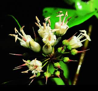 Aegiceras corniculatum flowers