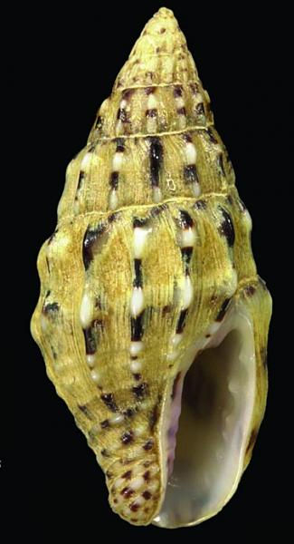 Columbellidae