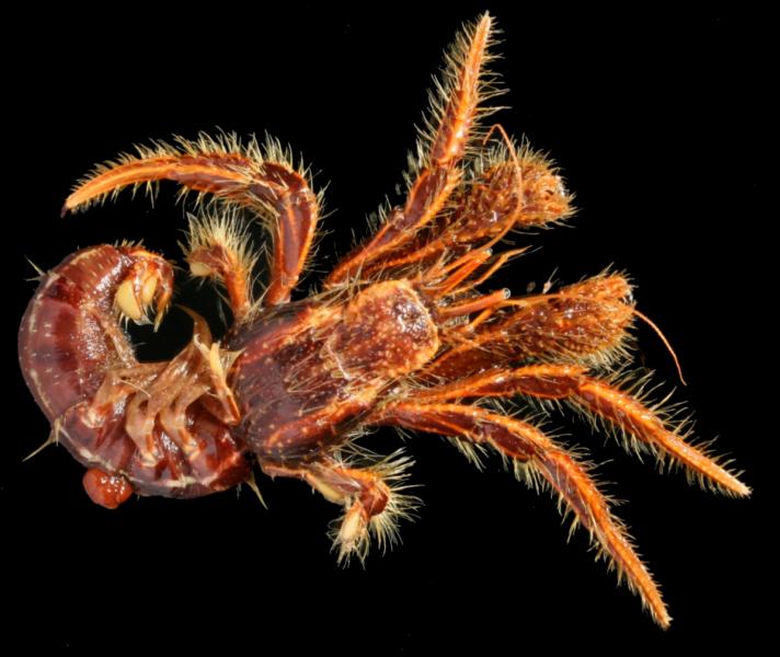 Clibanarius infraspinatus
