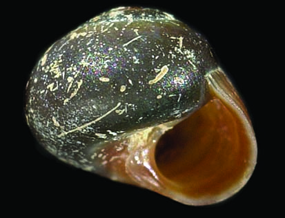 Assimineidae