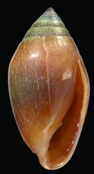 Auriculastra subula