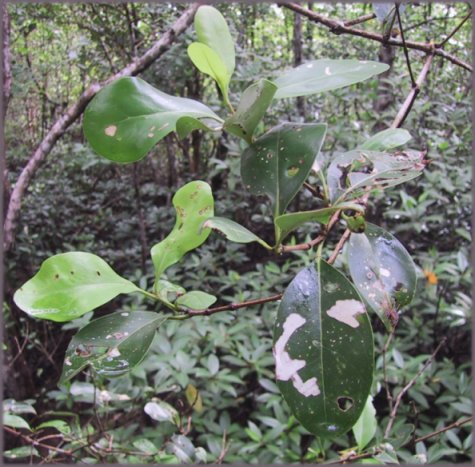Avicennia officinialis leaves