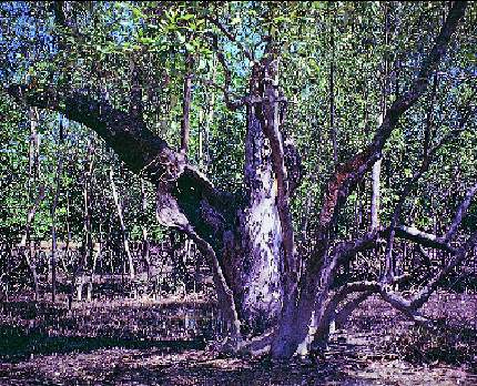 Avicennia officinialis tree