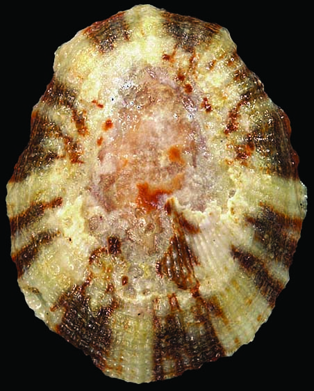 Nacellidae