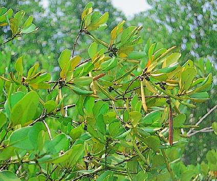 Ceriops tagal leaves