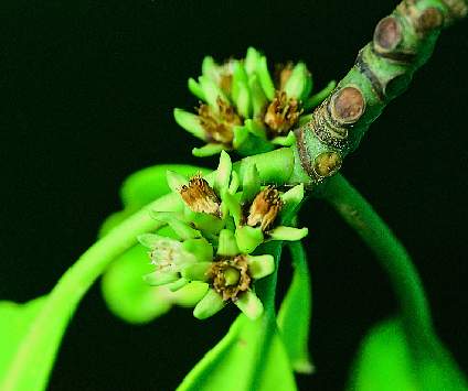 Ceriops decandra flowers