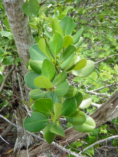 Ceriops decandra leaves