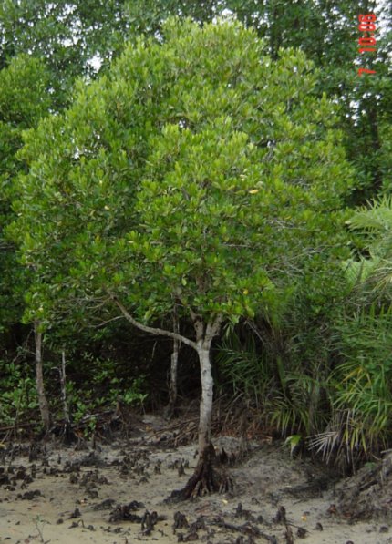 Ceriops tagal tree