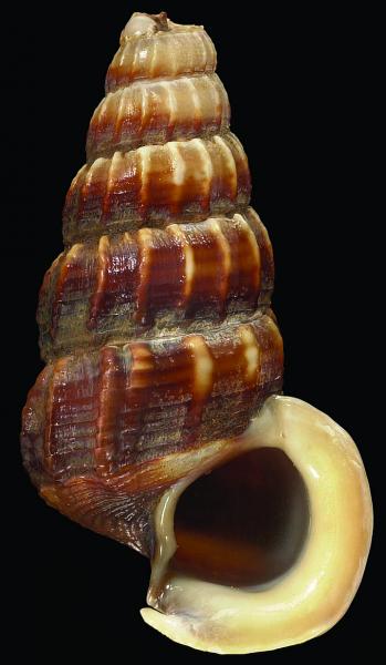 Cerithidea obtusa