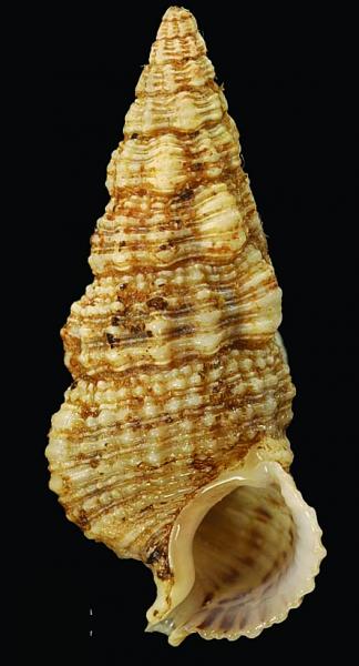 Cerithium corallium