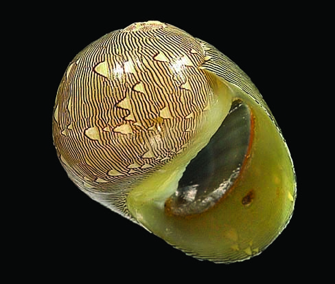 Clithon oualaniensis