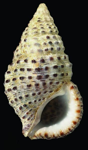 Clypeomorus bifasciata