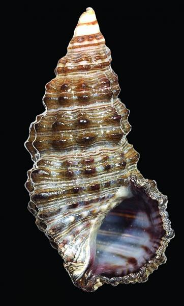 Clypeomorus pellucida