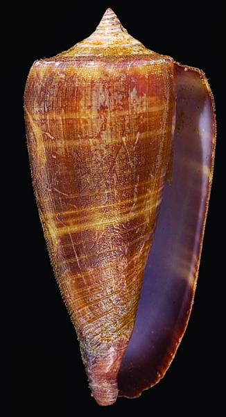 Conus sulcatus