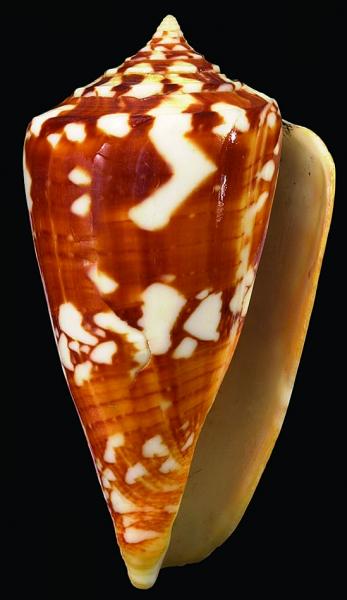 Conus amadis