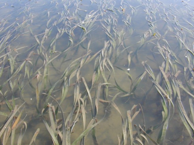 Seagrass beds