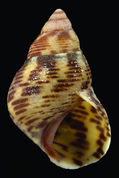 Littorinidae