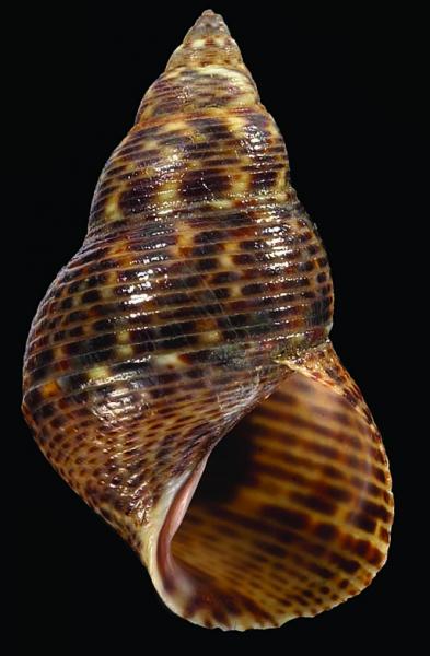 Littoraria bengalensis