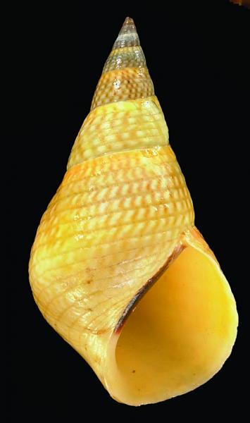 Littoraria melanostoma