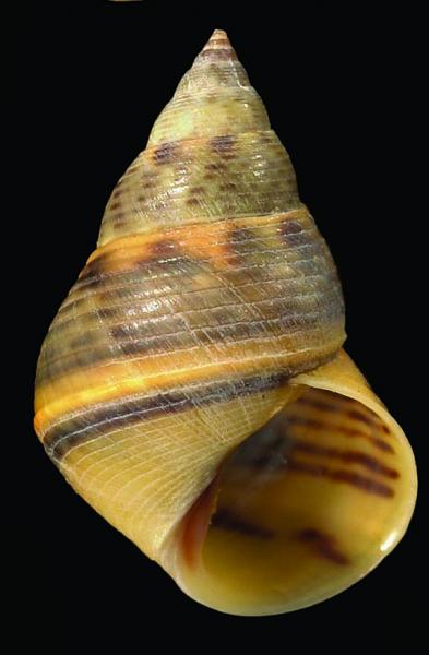 Littoraria pallescens