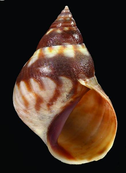 Littoraria undulata