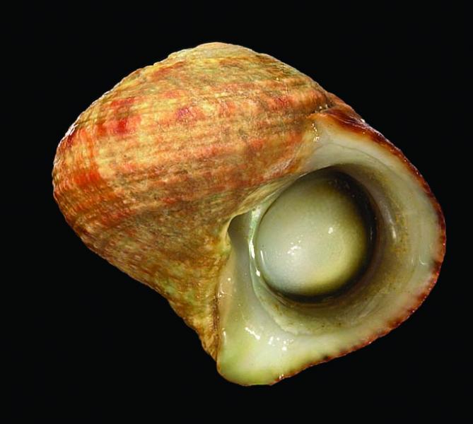 Lunella cinereus