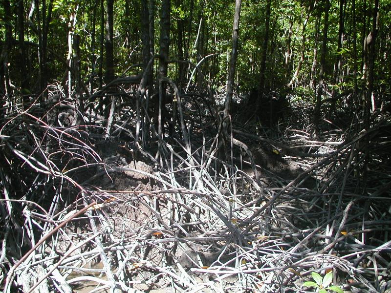 Mangrove species