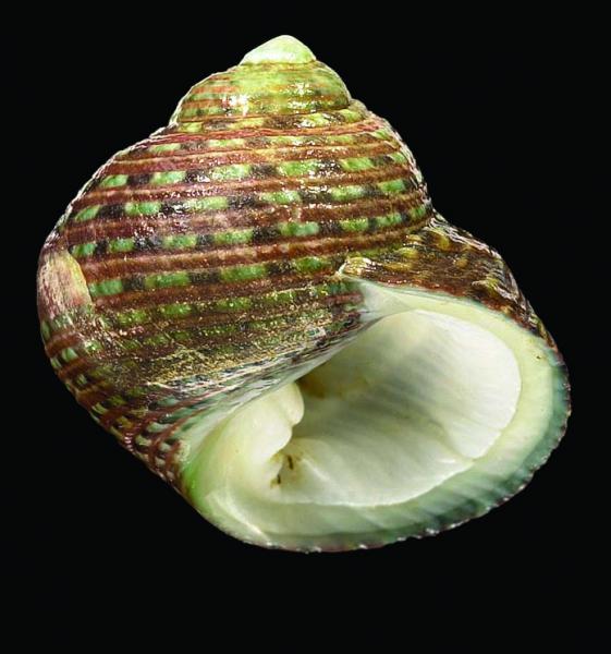 Monodonta canalifera