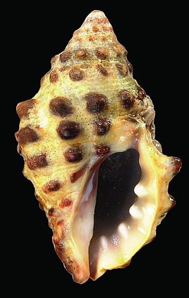 Morula ceylonica