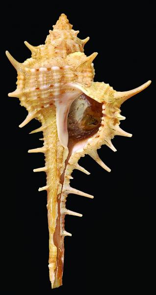 Murex aduncospinosus