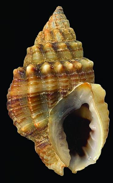 Nassarius crenoliratus