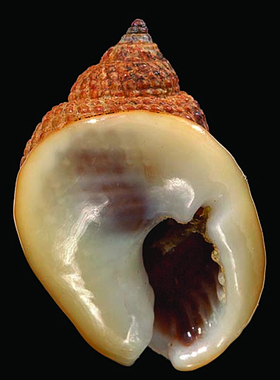 Nassarius globosus