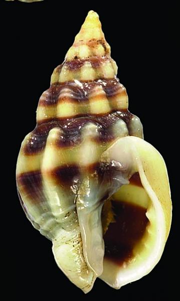 Nassarius jacksonianus