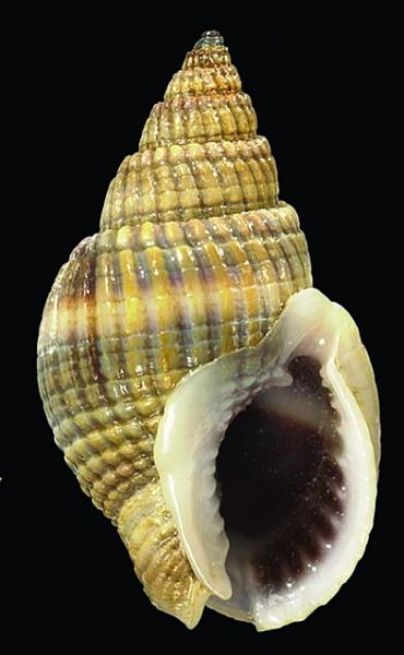 Nassarius livescens