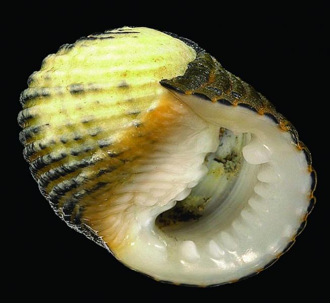 Nerita costata