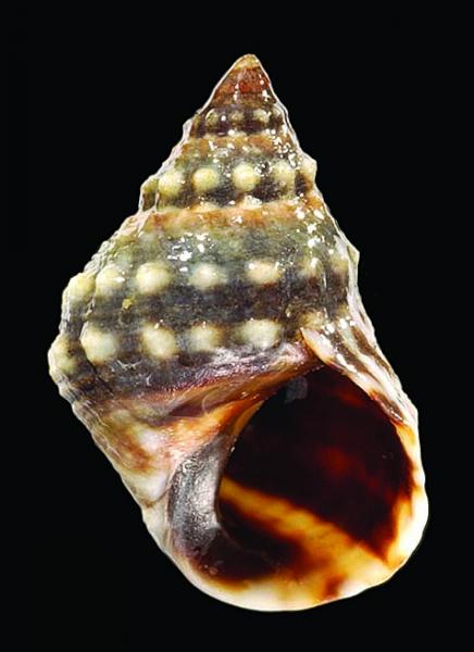 Nodilittorina trochoides