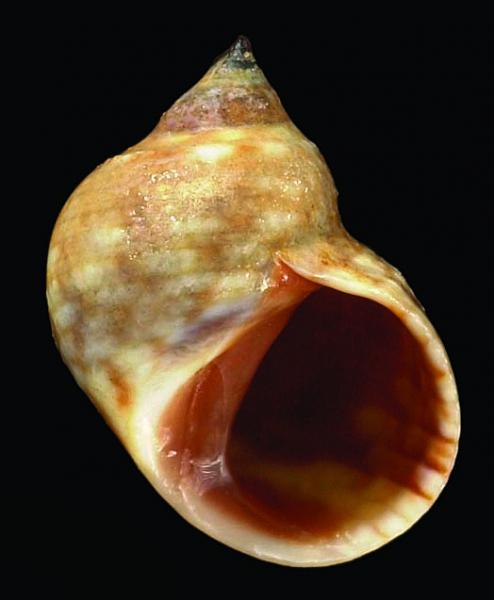 Nodilittorina vidua