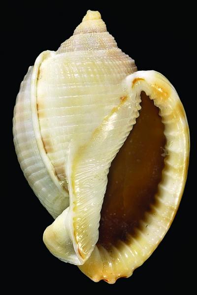 Phalium glaucum