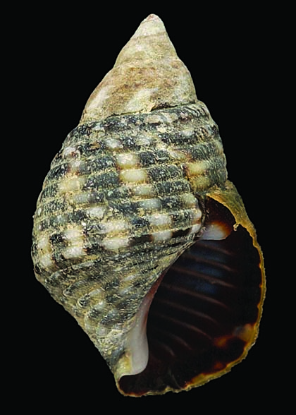 Planaxis sulcatus