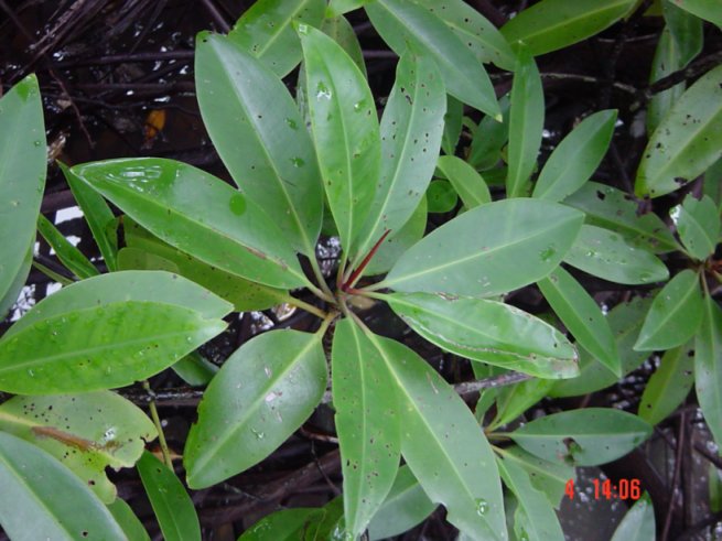 Rhizophora apiculata leaves