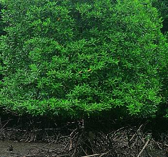 Rhizophora apiculata tree