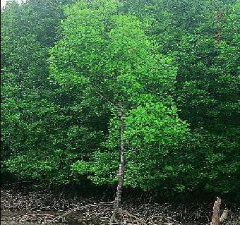 Rhizophora mucronata tree