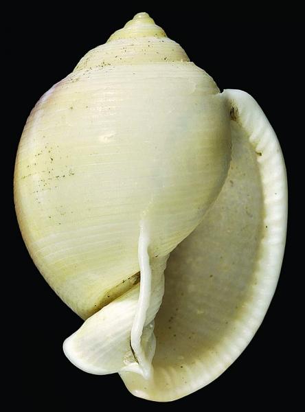 Semicassis bisulcatum