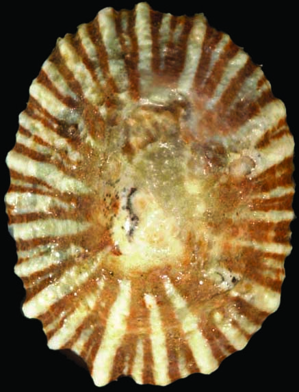 Siphonariidae