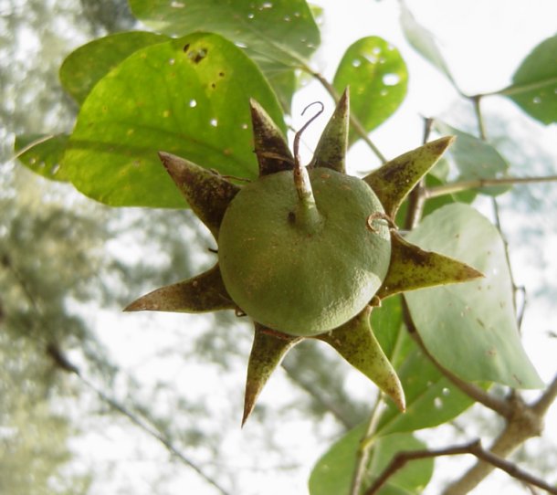 Sonneratia alba fruit