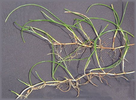 Syringodium isoetifolium plant