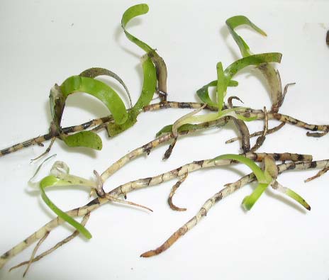 Thalassia hemprichii plant