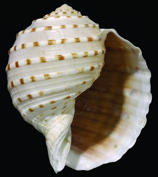 Tonna maculata