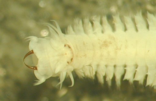 Nereididae